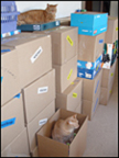 Boxbrosla packs everything but the cats