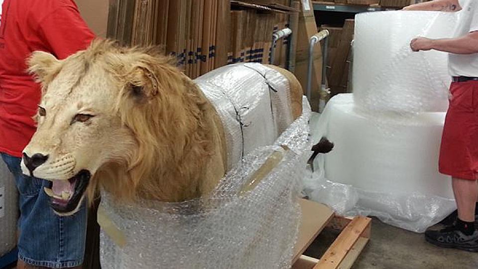 <a href="/image/image-galleries/packing-and-crating-lion/packing-lion">Packing a Lion</a>